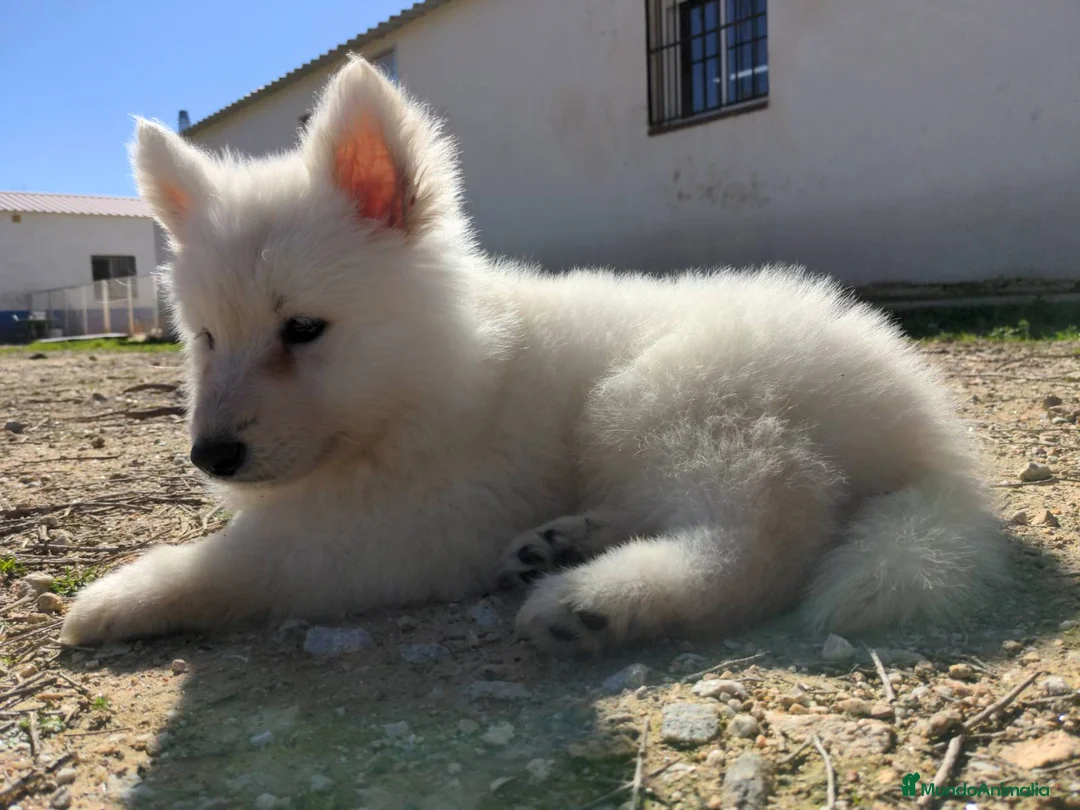 Pastor Blanco Suizo perros en venta: Preciosa hembra de pastor suizo - Anuncio 9