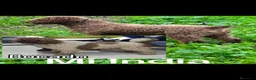 Perro de Agua Español perros en venta: Disponible Perros de agua de Calidad  - Anuncio 17