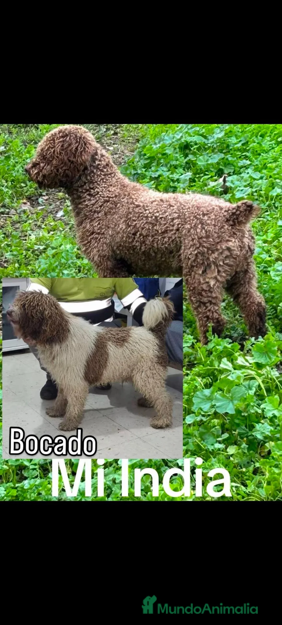 Perro de Agua Español perros en venta: Disponible Perros de agua de Calidad  - Anuncio 17