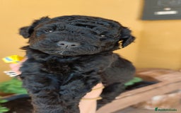 Perro de Agua Español perros en venta: Cachorros perros de agua - Imagen 8