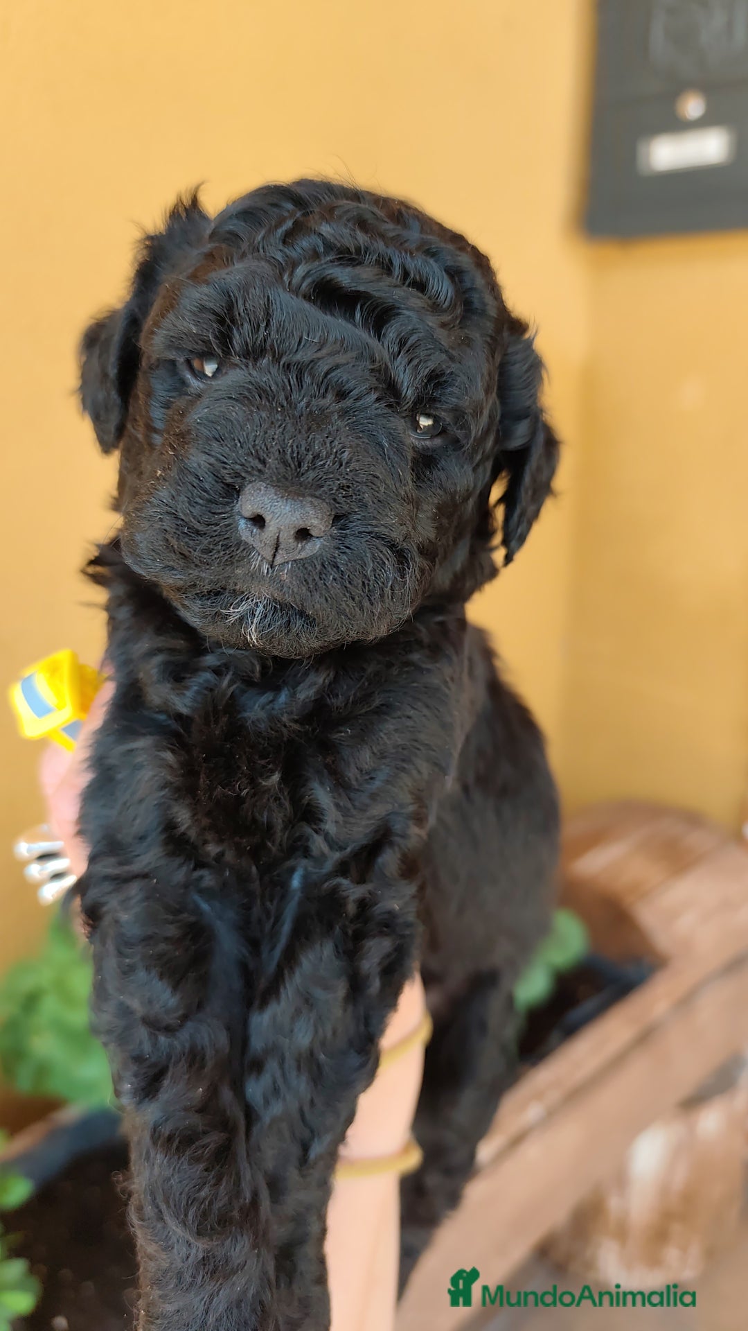 Perro de Agua Español perros en venta: Cachorros perros de agua - Imagen 8