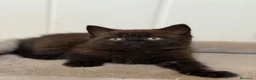 Británico de Pelo Corto gatos en venta: British  - Anuncio 4