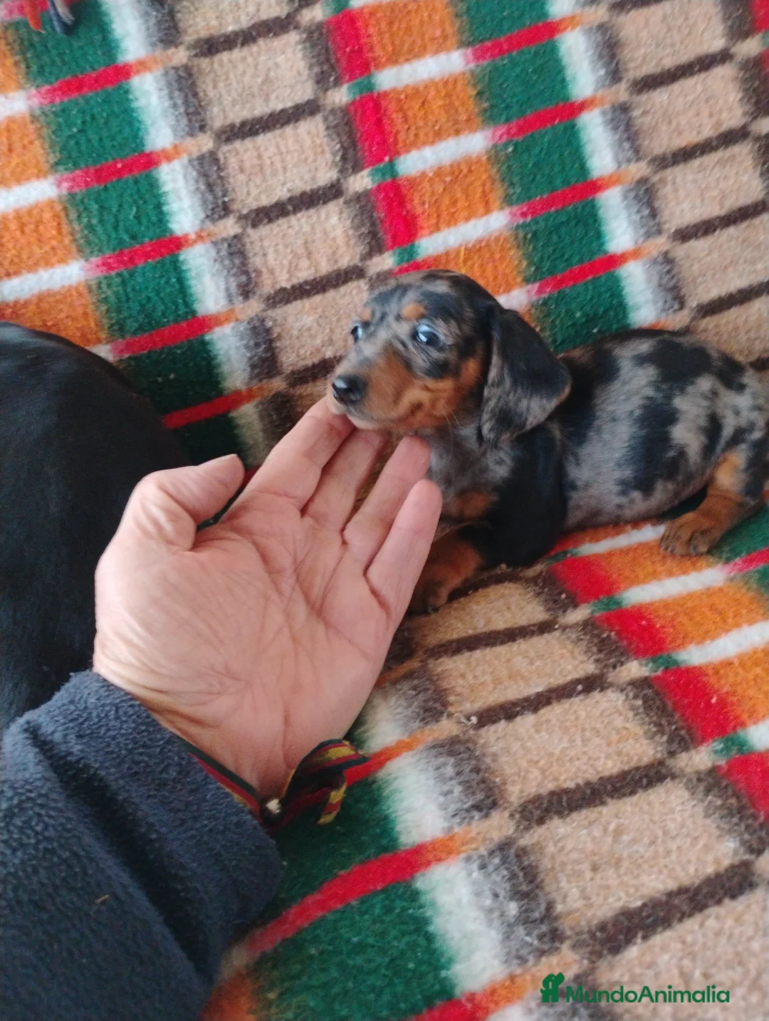 Teckel Miniatura perros en venta: Cachorra teckel arlequín plata  - Anuncio 6