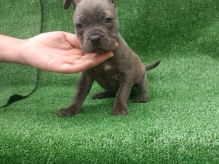 American Staffordshire-Terrier perros en Sevilla - Anuncio 9