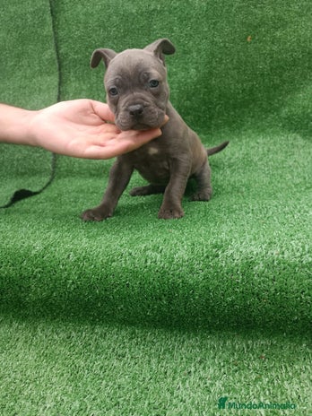 American Staffordshire-Terrier perros en Sevilla - Anuncio 1