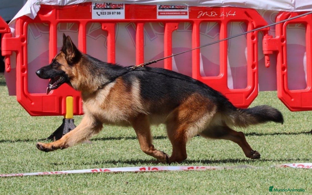 Pastor Alemán perros en venta: Tuna De Los Malvares - Anuncio 7