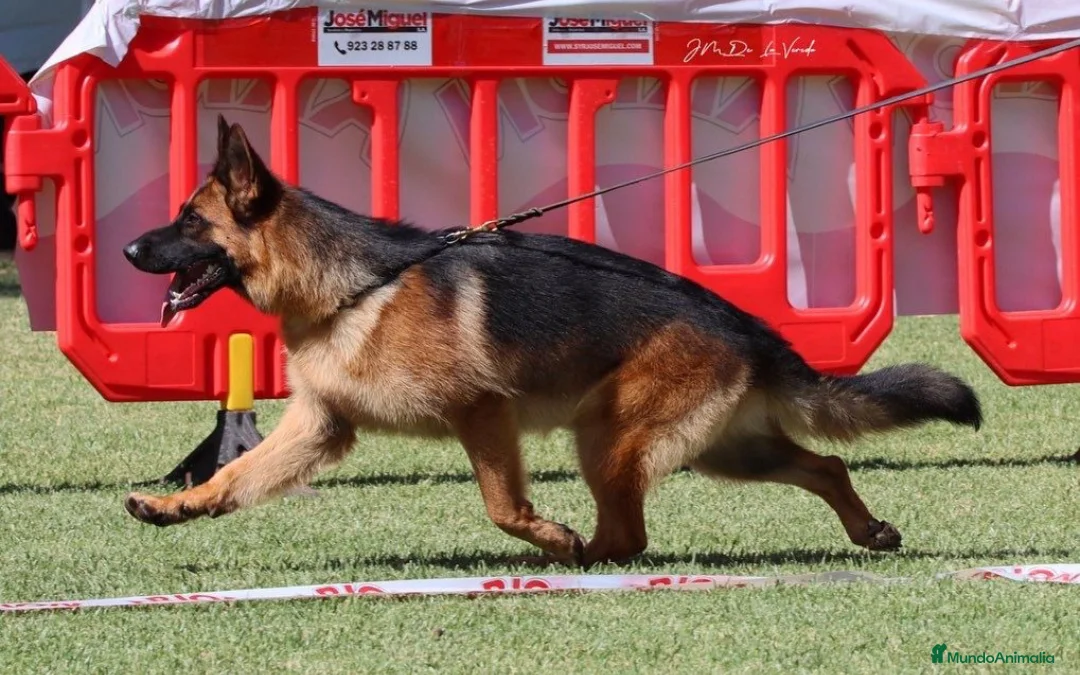Pastor Alemán perros en venta: Tuna De Los Malvares - Anuncio 7