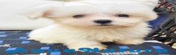 Bichón Maltés perros en venta: Bichon Maltés Macho de Kusita2 6886 - AQUANATURA en Barcelona - Anuncio 5