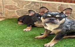 Bulldog Francés perros en venta: Macho Black an tan Merle  - Imagen 2
