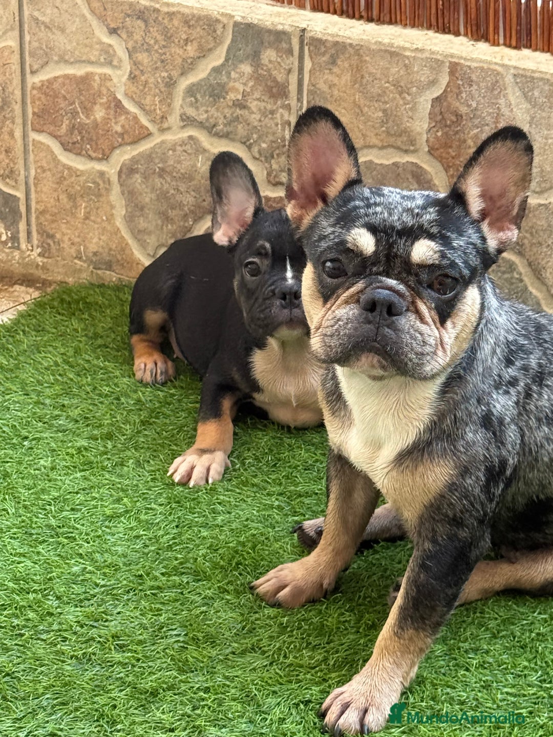 Bulldog Francés perros en venta: Macho Black an tan Merle  - Imagen 2
