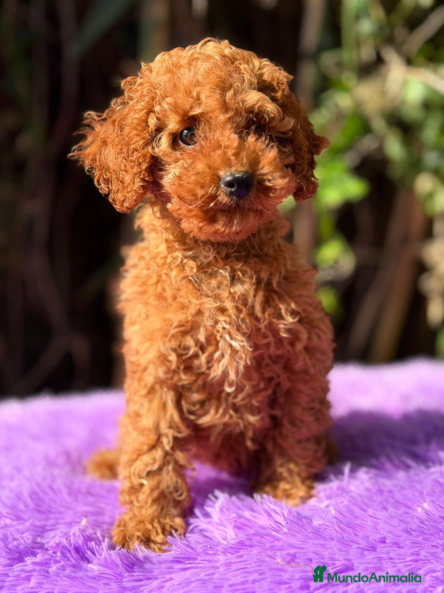 Caniche Enano perros Caniche roja hembra  - Anuncio 23