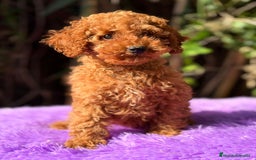 Caniche Enano perros en venta: Caniche roja hembra  - Anuncio 1