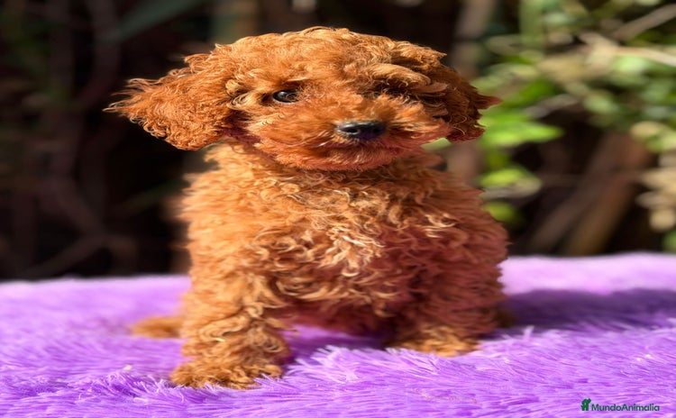 Caniche Enano perros Caniche roja hembra  - Anuncio 3