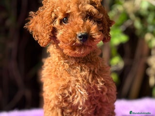 Caniche Enano perros Caniche roja hembra - Anuncio 1