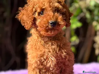 Caniche Enano perros Caniche roja hembra - Anuncio 3