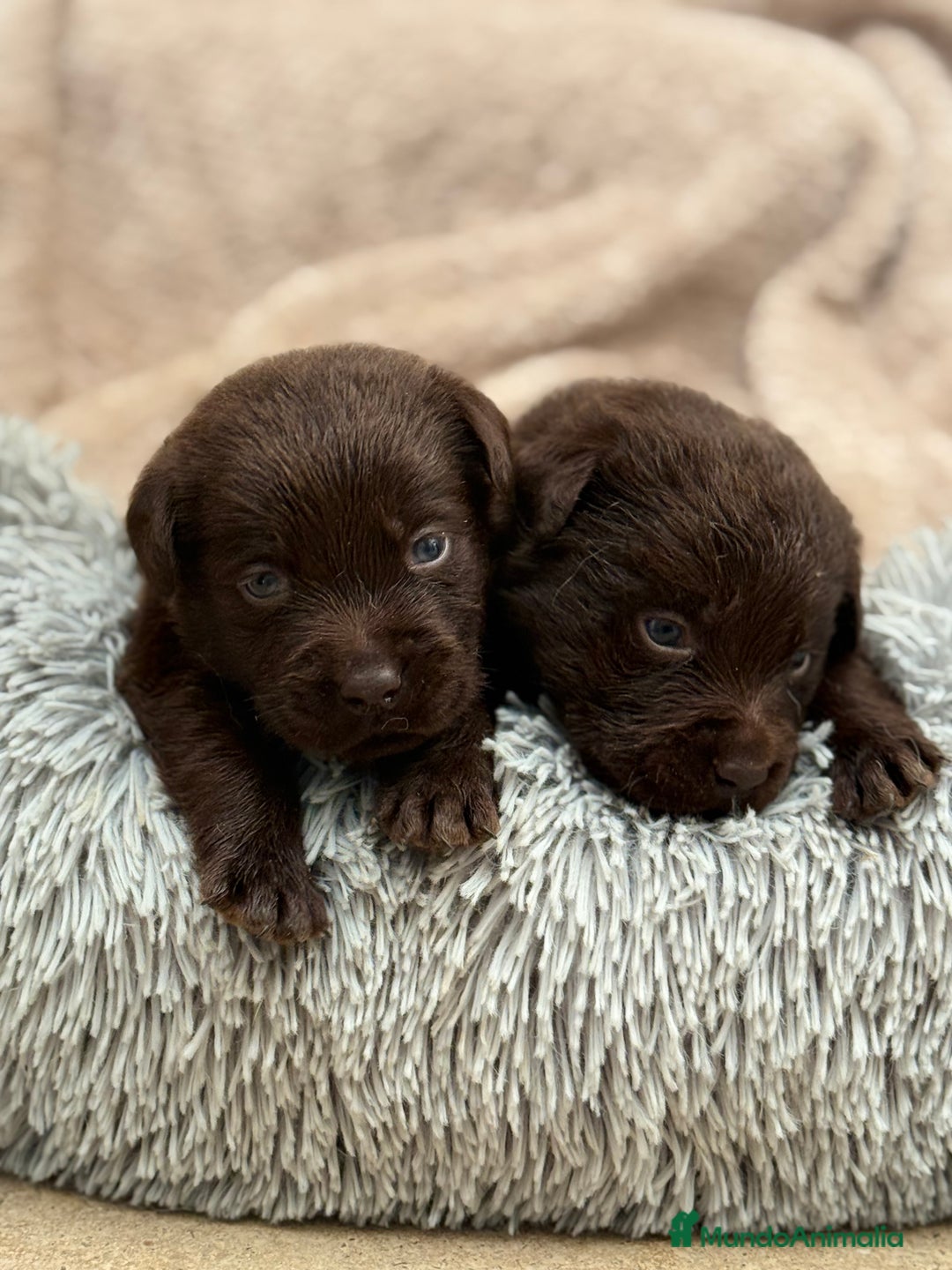 Labrador Retriever perros en venta: Labrador Retrieber - Imagen 5