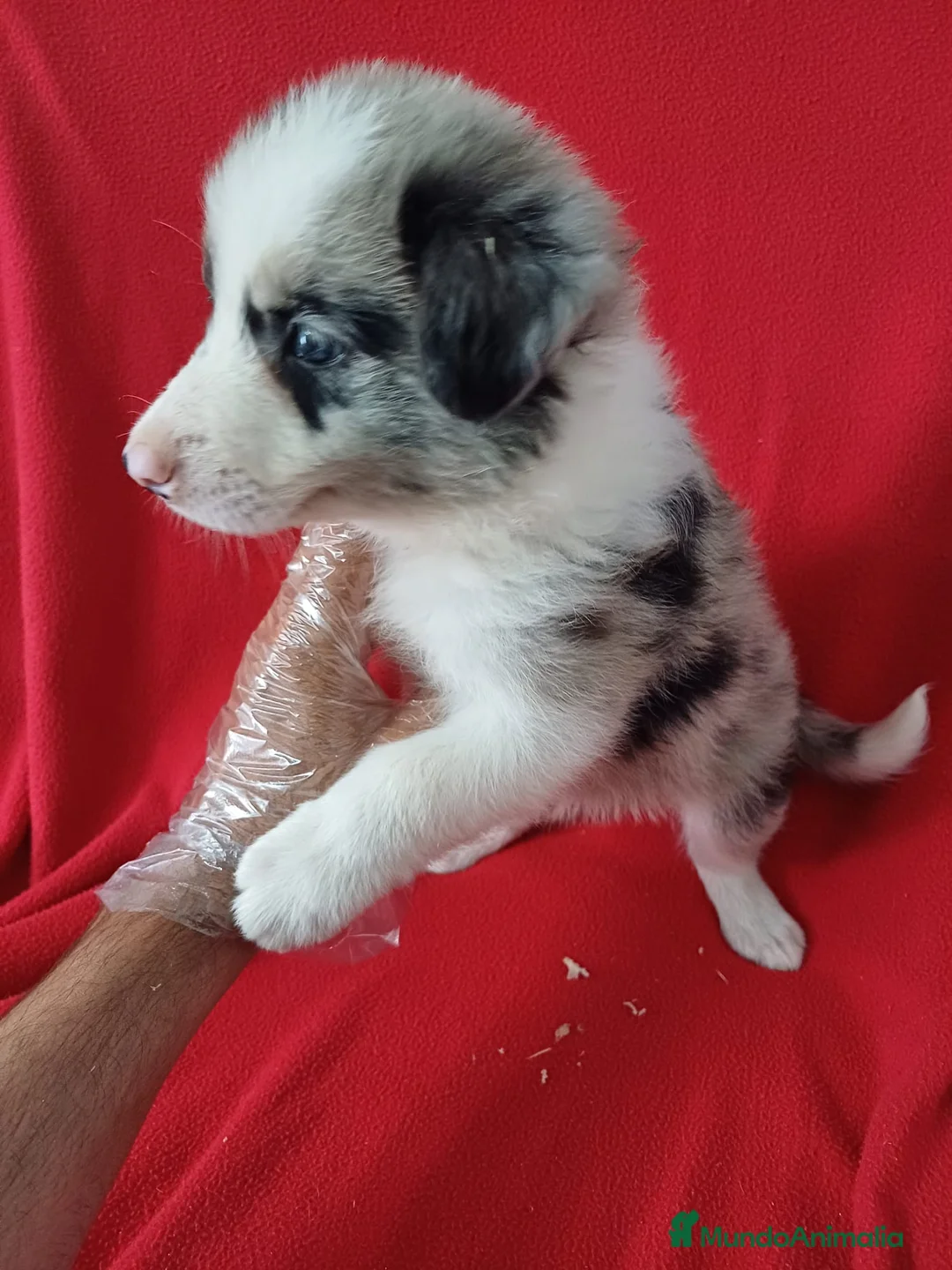 Border Collie perros en venta: Border Collie Merle  - Anuncio 2