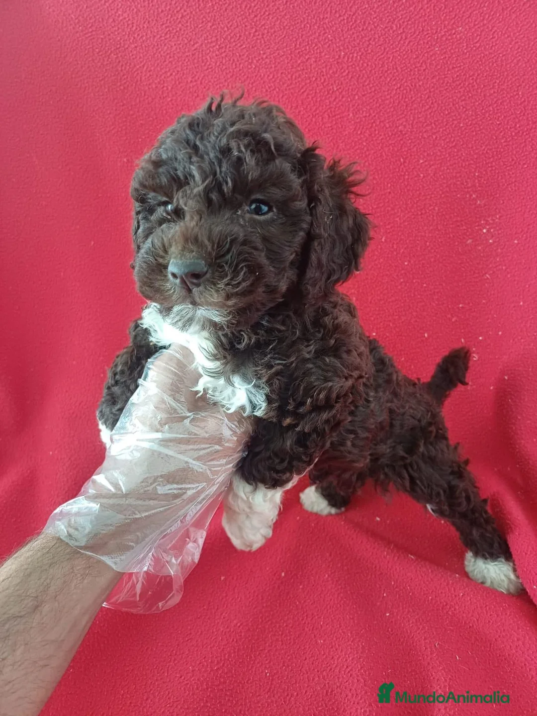 Perro de Agua Español perros en venta: Perro de Agua Español  - Anuncio 1
