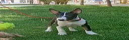 Bull Terrier perros en venta: Vegabulls De Las Morenas - Anuncio 4