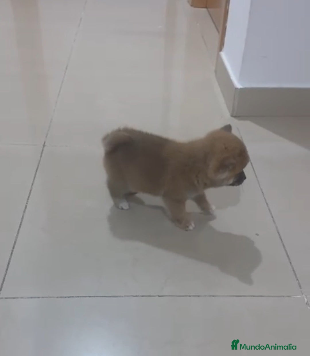 Shiba Inu perros en venta: Shiba inu  - Anuncio 4