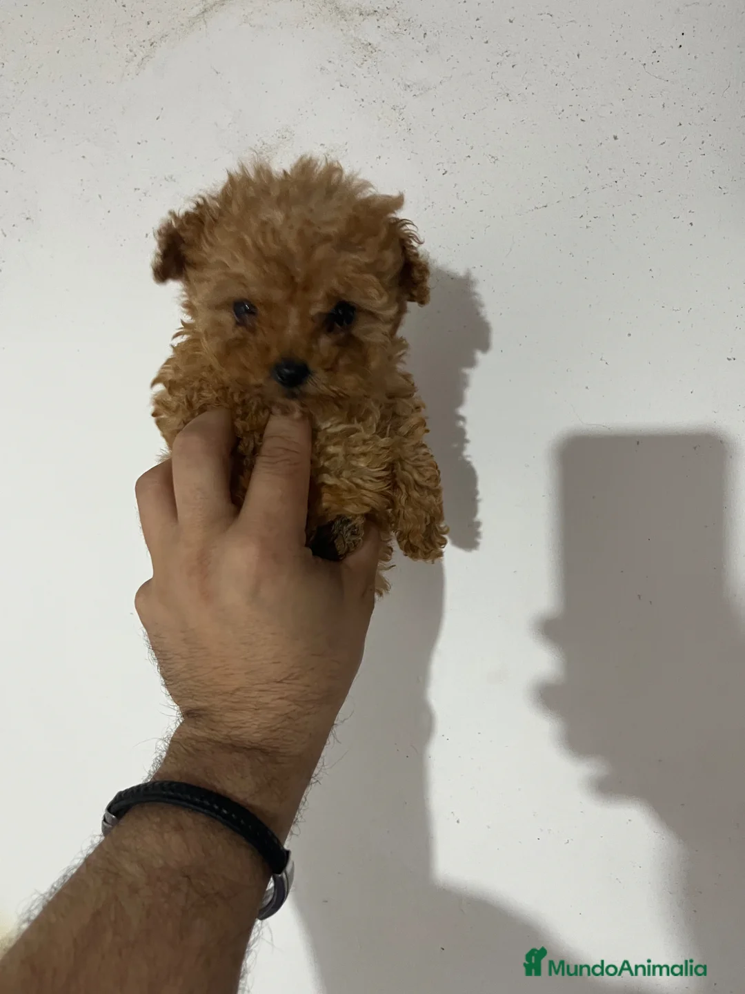 Maltipoo perros en venta: MALTIPOO TOYS Y MINI TOYS en Alicante - Anuncio 2