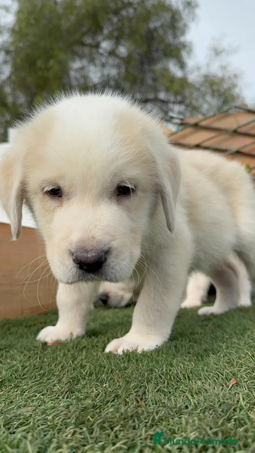 Mastín Español perros en venta: MASTIN ESPAÑOL MACHO - Anuncio 14