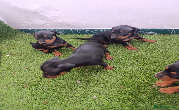 Pinscher Miniatura perros - Anuncio 1