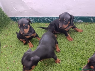 Pinscher Miniatura perros - Anuncio 10