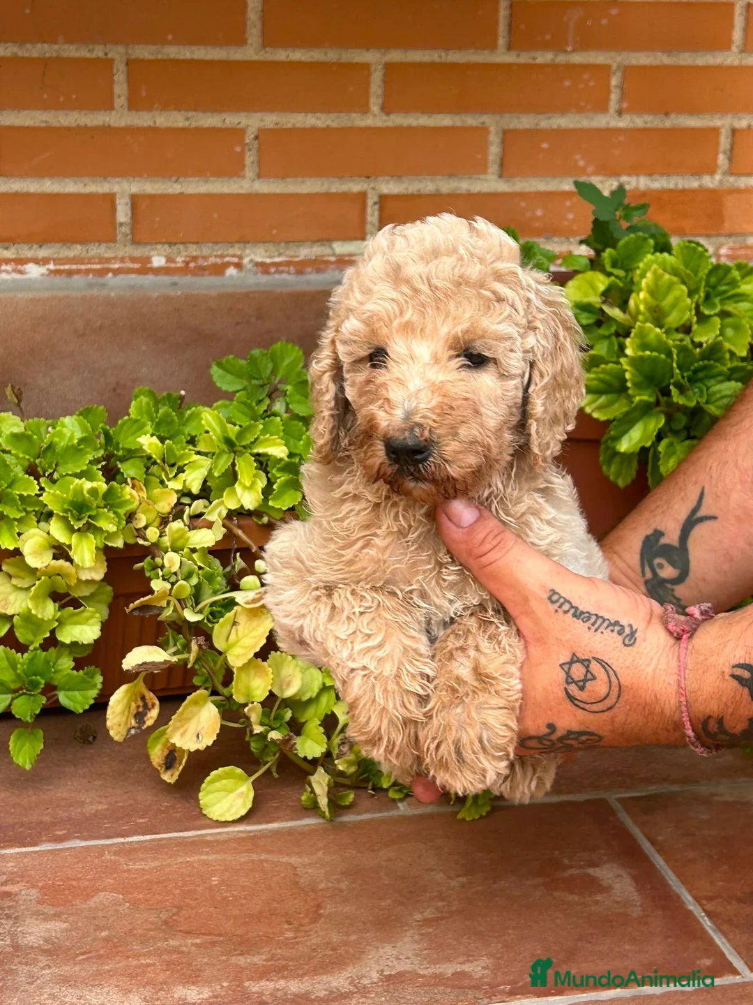 Caniche Gigante perros en venta: Caniche gigante  - Anuncio 2