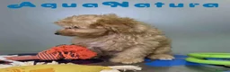 Havapoo perros en venta: Havapoo Macho de Haya y Can 8300 AQUANATURA - Anuncio 4