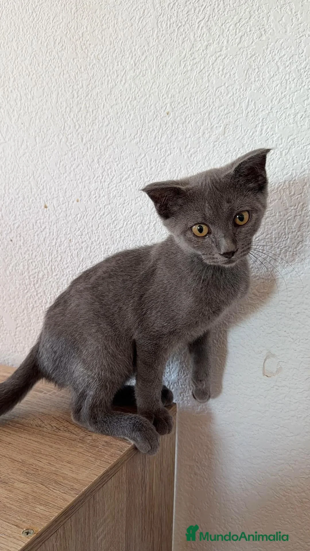 Raza Mixta gatos en venta: Ruso con British  - Anuncio 1