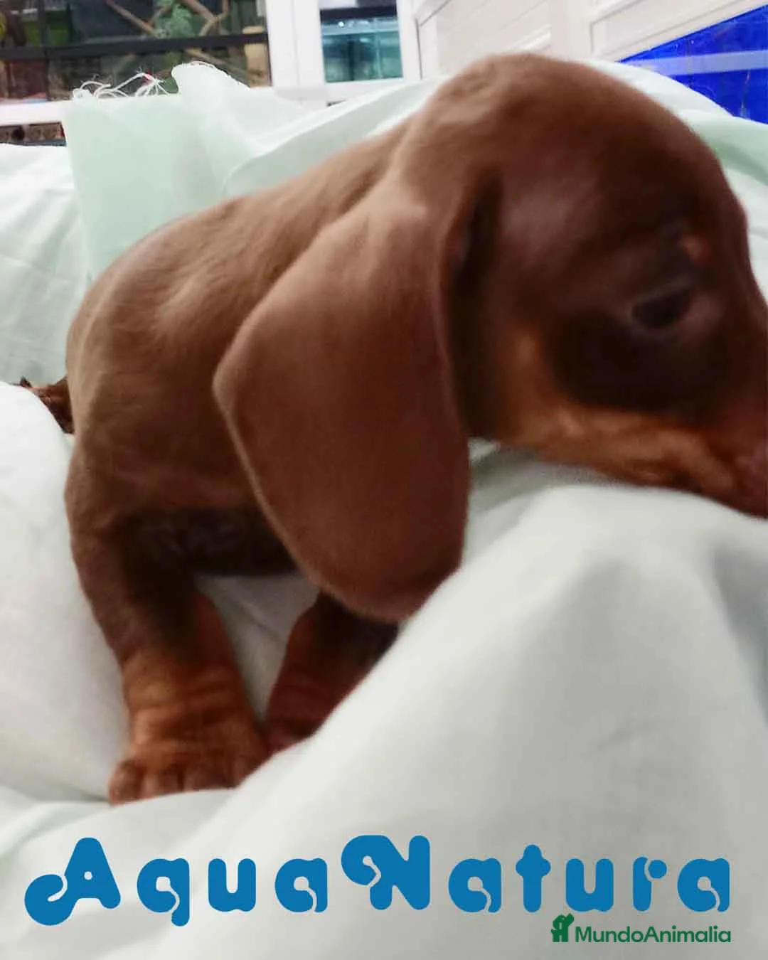 Teckel perros en venta: Teckel Macho de Kily y Tilo 7004 - AQUANATURA en Barcelona - Anuncio 5