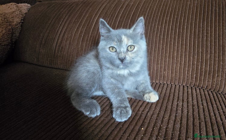 Británico de Pelo Corto gatos - Anuncio 5