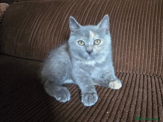 Británico de Pelo Corto gatos - Anuncio 6