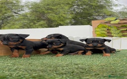 Pinscher Miniatura perros en venta: PINSCHER MINIATURA  - Imagen 2