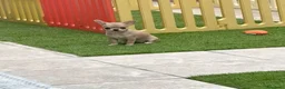 Chihuahua perros en venta: Princesita chihuahua lilac - Anuncio 5
