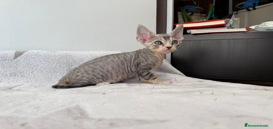 Imagen de galería {{count}}