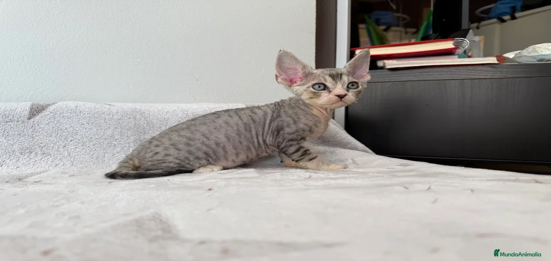 Imagen de galería {{count}}