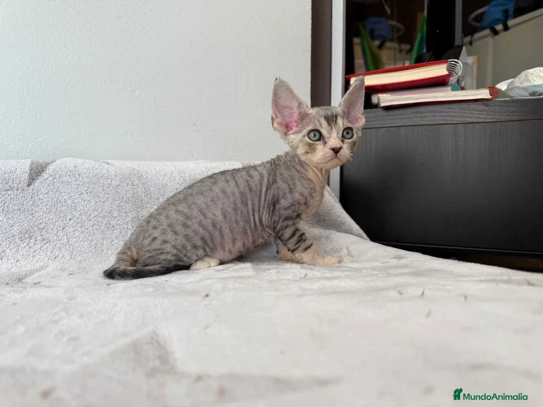 Imagen de galería {{count}}