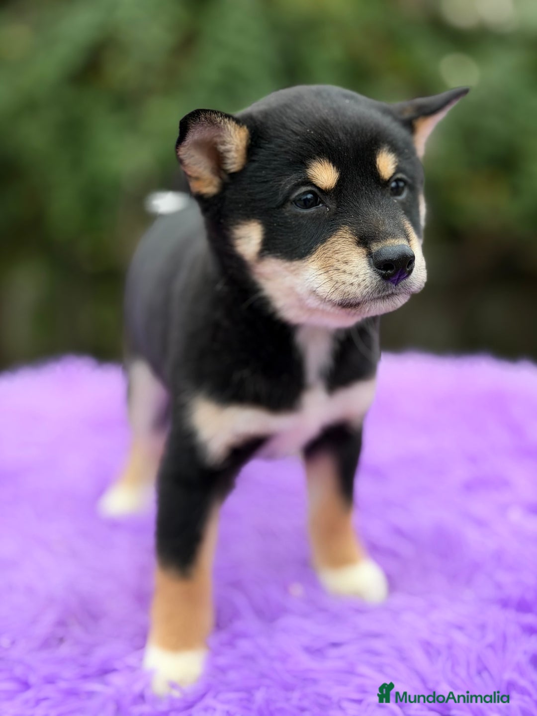 Shiba Inu perros en venta: Shiba Inu Negra  - Anuncio 3