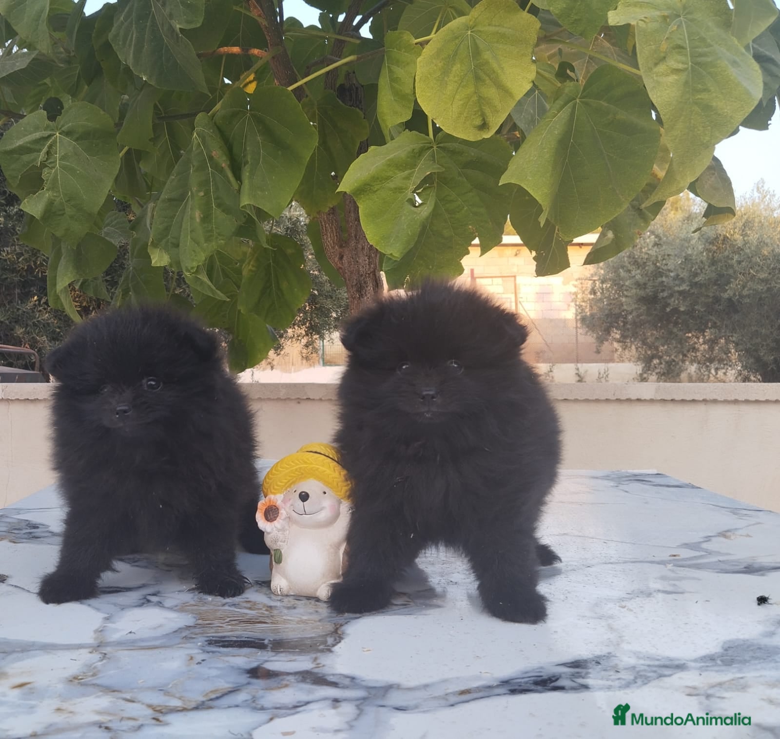 Pomerania perros Pomerania Toy - Anuncio 1