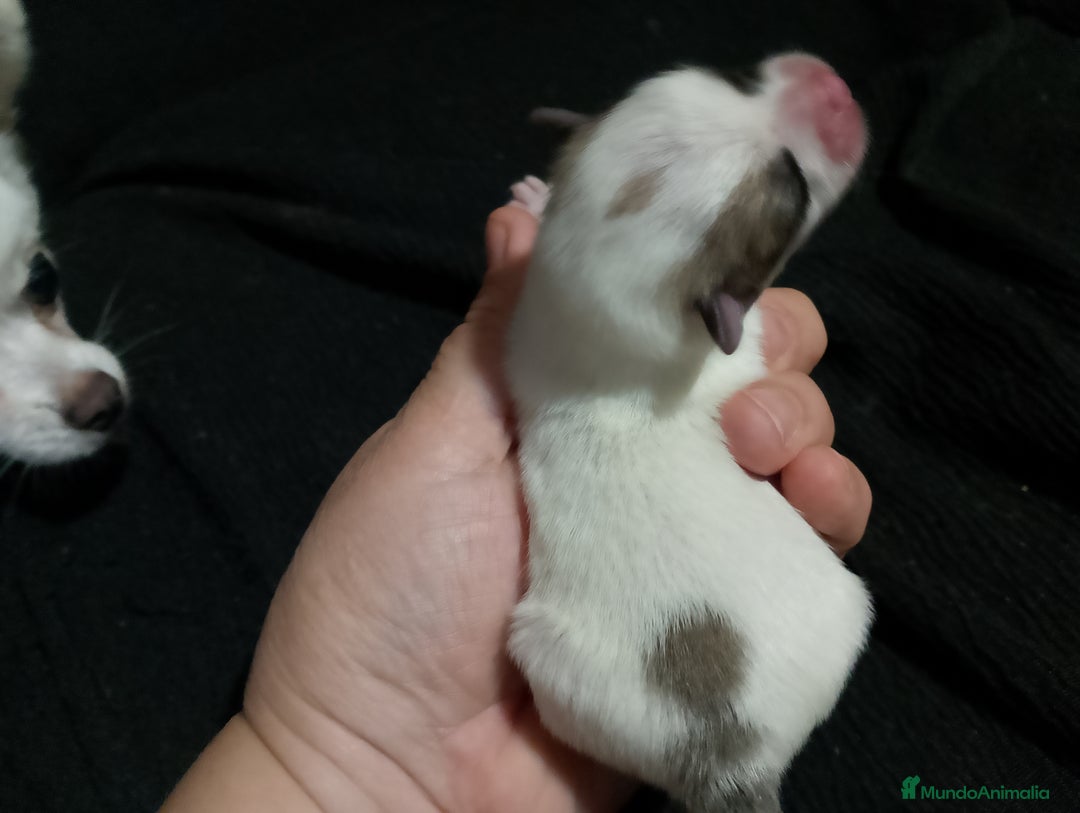 Chihuahua perros en venta: Última hembra de chihuahua preciosa  - Imagen 3