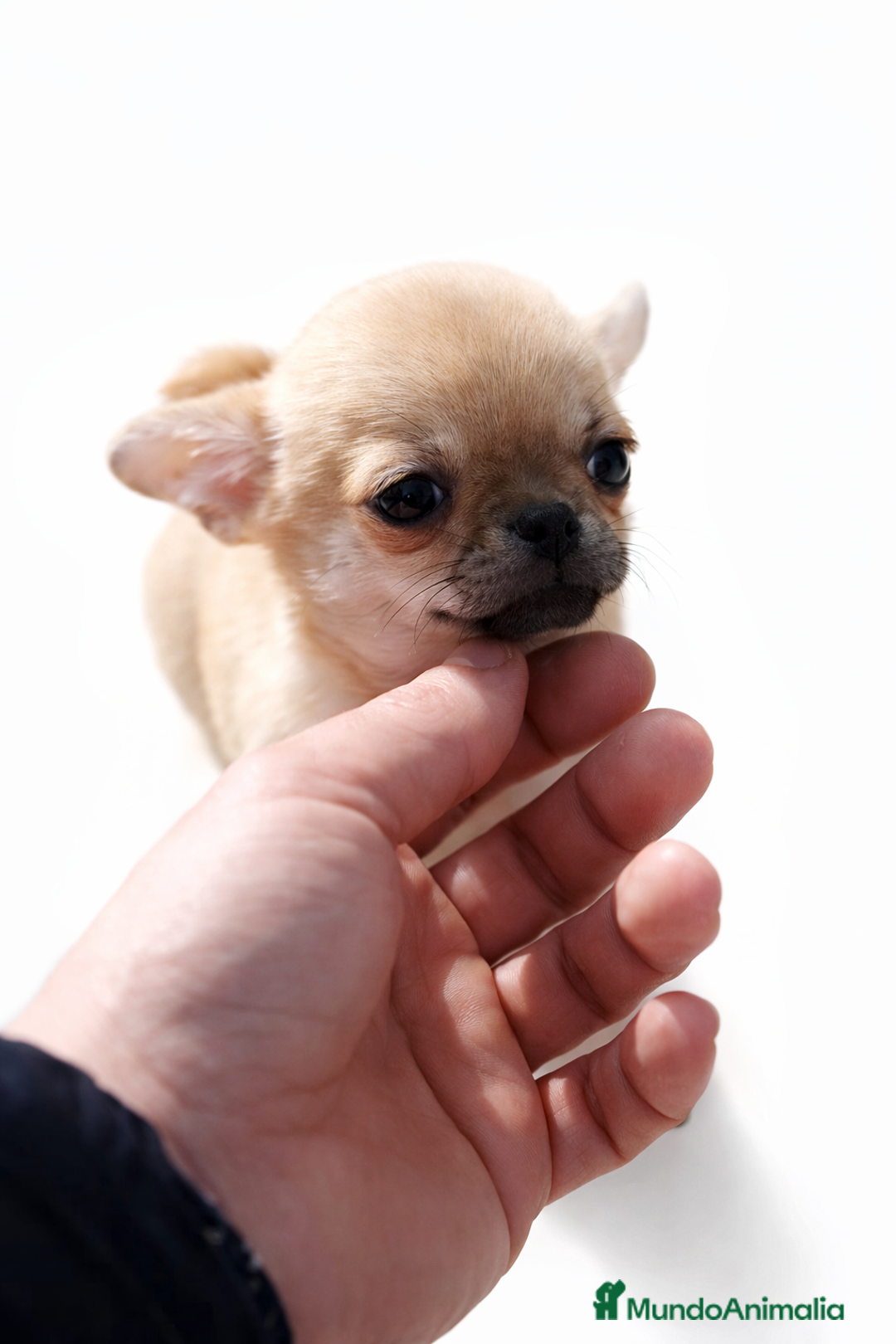 Chihuahua perros en venta: 🐶 CACHORRITOS CHIHUAHUA EN VENTA – EXCLUSIVOS - Anuncio 1