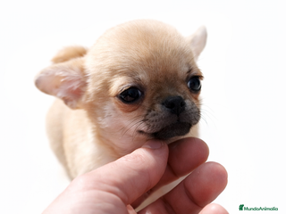 Chihuahua perros 🐶 CACHORRITOS CHIHUAHUA EN VENTA – EXCLUSIVOS - Anuncio 21