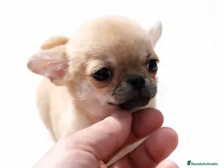Chihuahua perros 🐶 CACHORRITOS CHIHUAHUA EN VENTA – EXCLUSIVOS - Anuncio 34