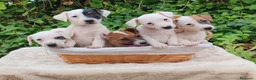 Jack Russell Terrier perros en venta: Jack Russell 500€ precio real  - Anuncio 1