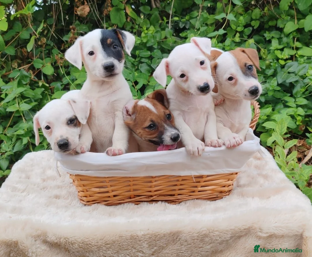 Jack Russell Terrier perros en venta: Jack Russell 500€ precio real  - Anuncio 1