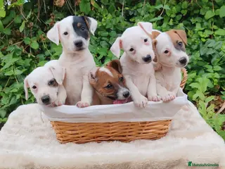 Jack Russell Terrier perros Jack Russell 500€ precio real - Anuncio 2