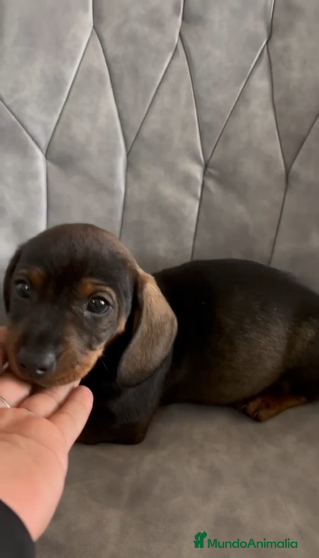 Teckel perros en venta: Teckel kanichen  - Anuncio 2