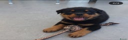 Rottweiler perros en venta: Cachorros rottweiler  - Anuncio 1